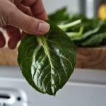 A close-up of a limp spinach leaf, slightly yellowed, drooping